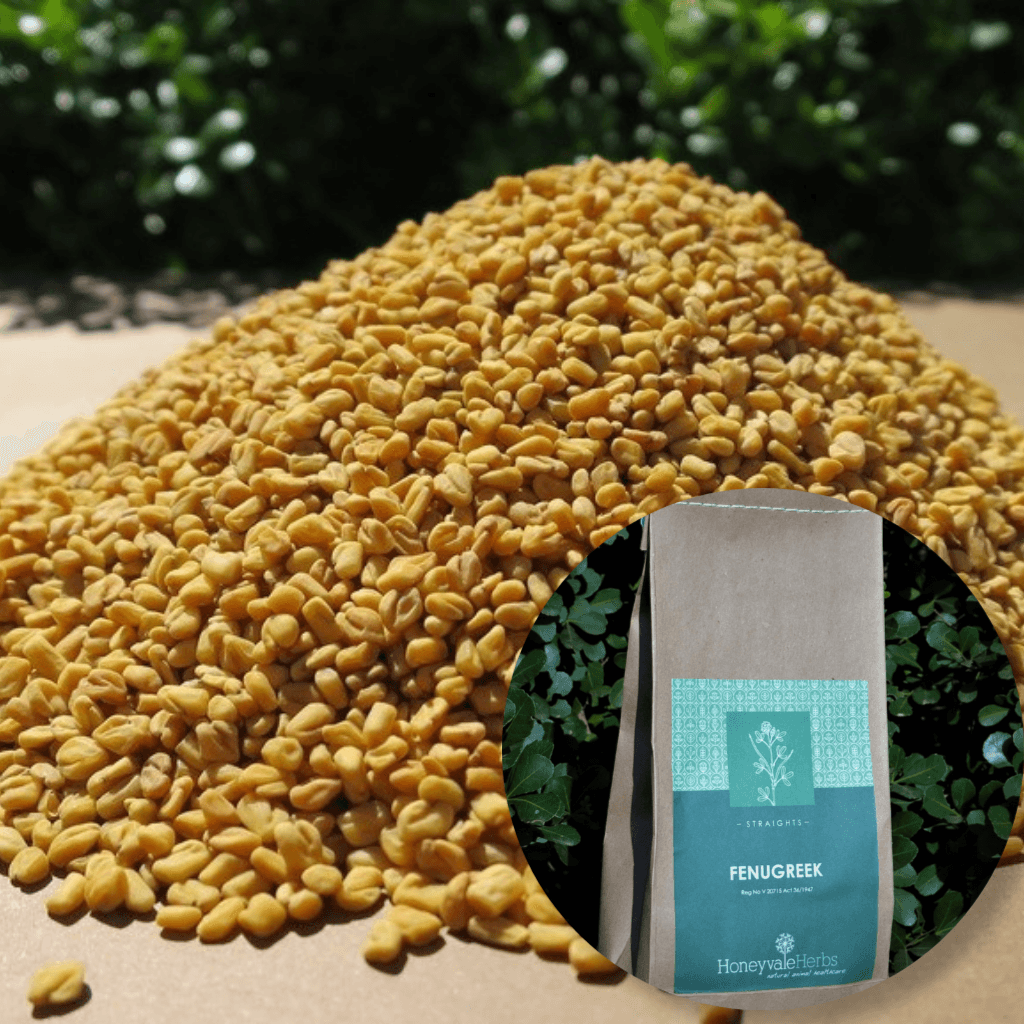 Fenugreek Seed