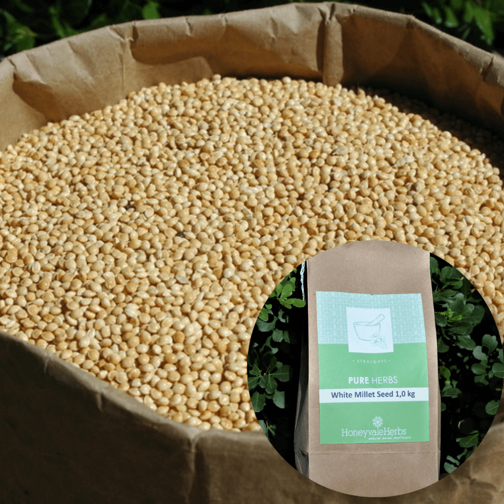 White Millet Seed