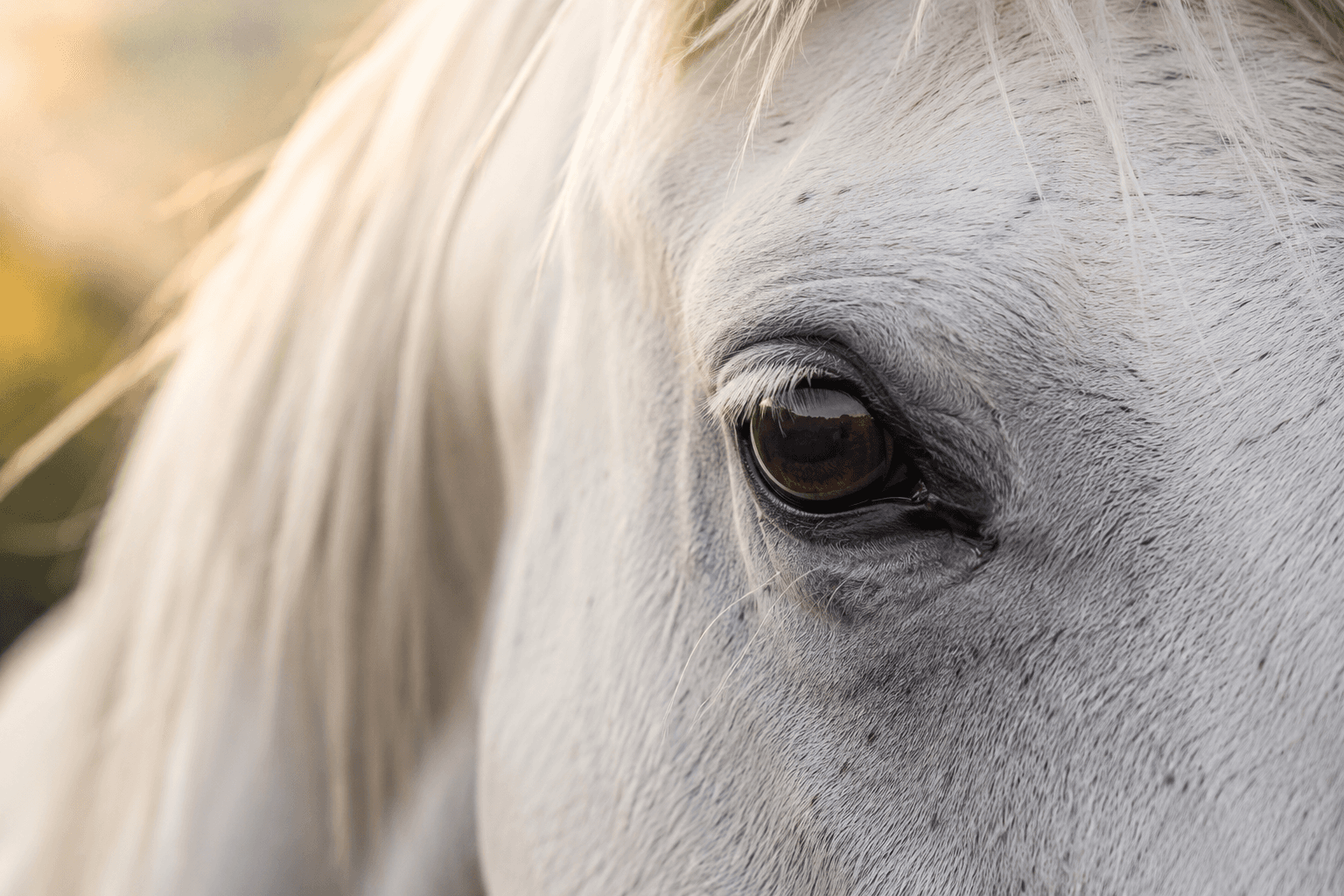 Close-up of a white horse's eye in golden light